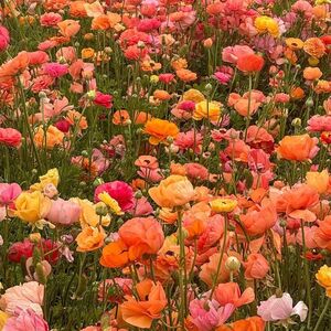 Fundraising Page: emma biggs